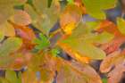 USA, Tennessee, Cherokee National Forest. Close-up of sassafras tree leaves. Art Print